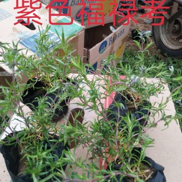 福禄考，宿根杯苗，丛生杯苗，多色枝株茂盛