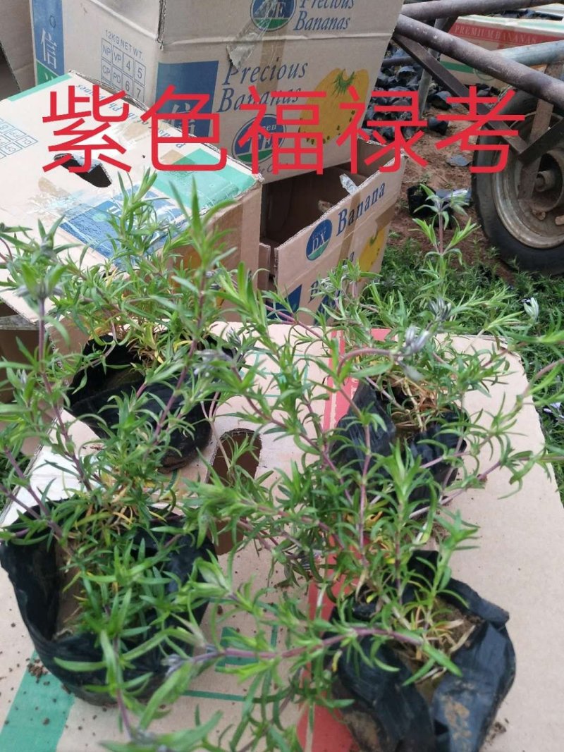 福禄考，宿根杯苗，丛生杯苗，多色枝株茂盛
