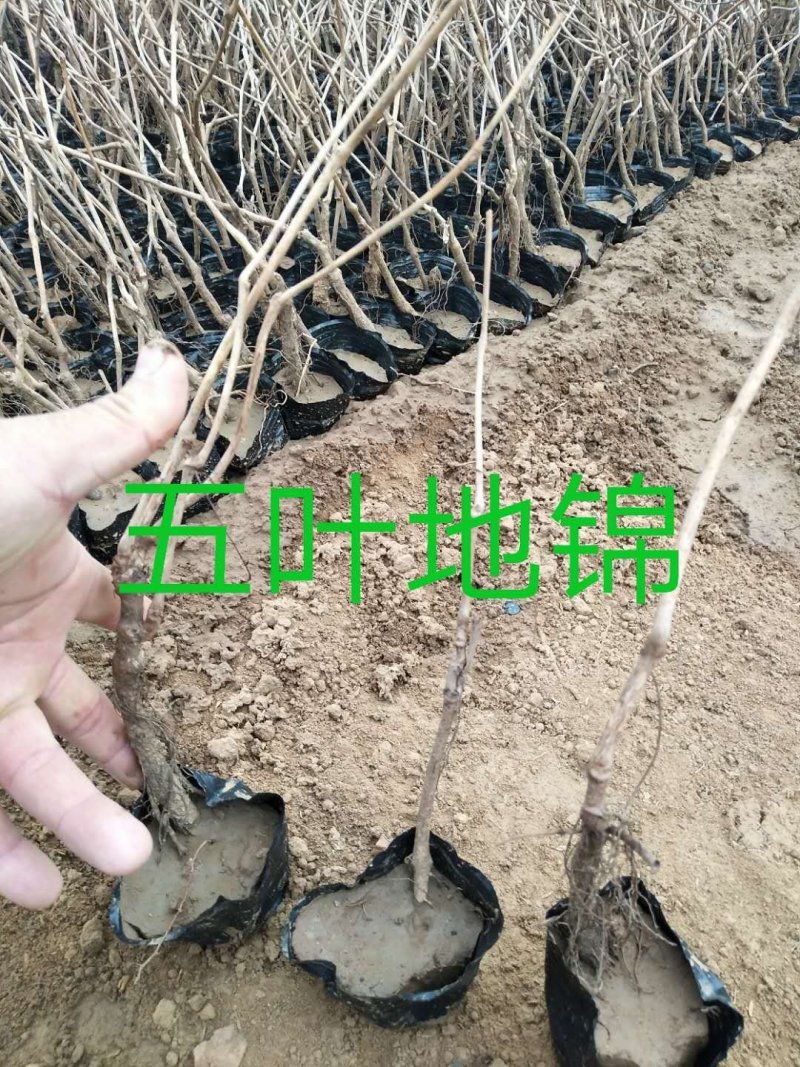 福禄考，宿根杯苗，丛生杯苗，多色枝株茂盛