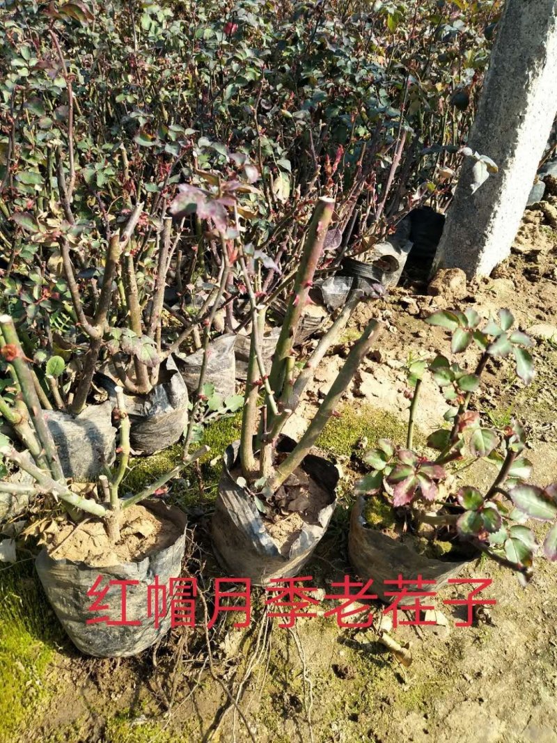 福禄考，宿根杯苗，丛生杯苗，多色枝株茂盛