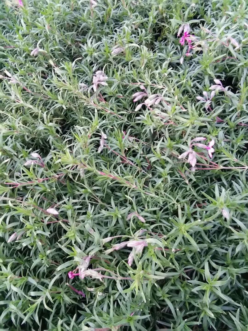 福禄考，宿根杯苗，丛生杯苗，多色枝株茂盛