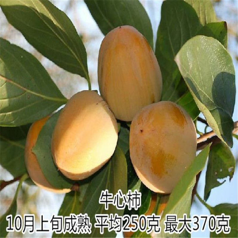 牛心柿子苗，品种苗，基地直销，现挖现卖，死苗补发