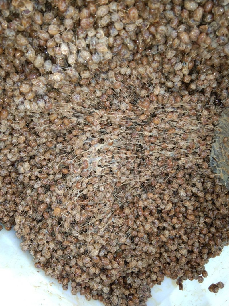 纳豆干纳豆干酱豆