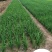 供应,马兰花高度10-30公分