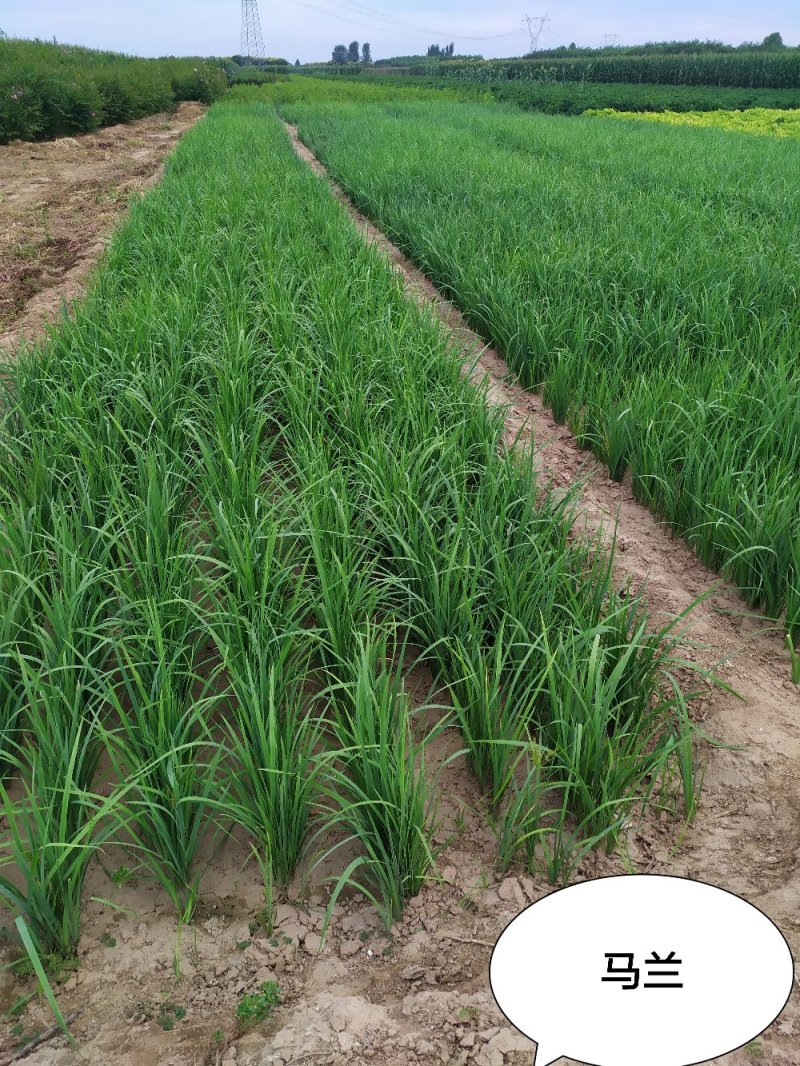 供应，马兰花高度10-30公分