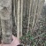 桂林桂花树2公分到5公分～