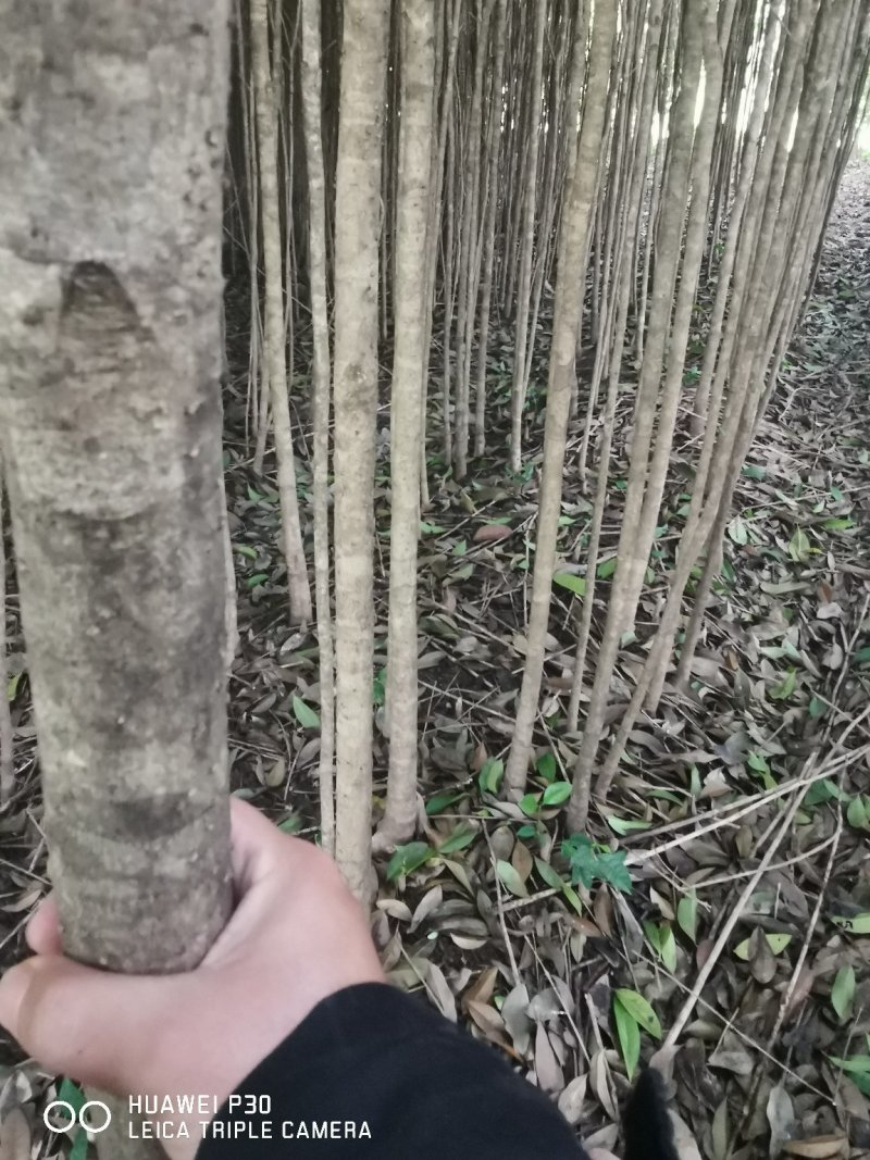 桂林桂花树2公分到5公分～