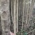 桂林桂花树2公分到5公分～