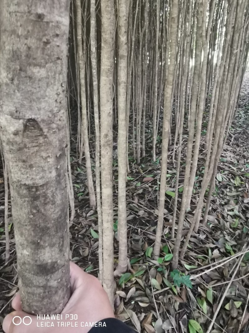 桂林桂花树2公分到5公分～