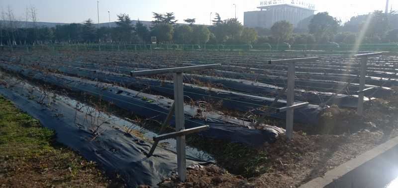 双季树莓苗红树莓苗适合大面积种植红树莓苗树莓苗