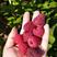 双季树莓苗红树莓苗适合大面积种植红树莓苗树莓苗