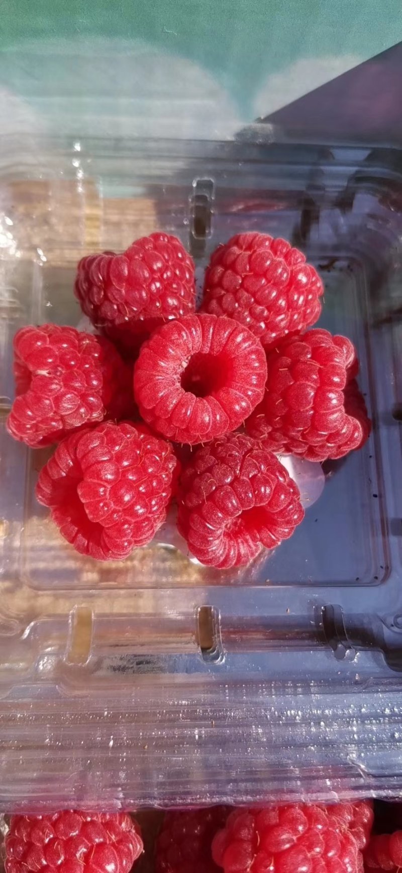 双季树莓苗红树莓苗适合大面积种植红树莓苗树莓苗