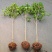 桂花树桂花苗基地直发量大从优红花酢浆草红花草多年