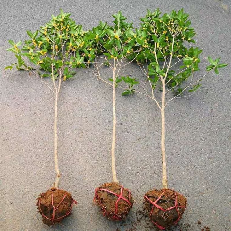 桂花树桂花苗基地直发量大从优红花酢浆草红花草多年