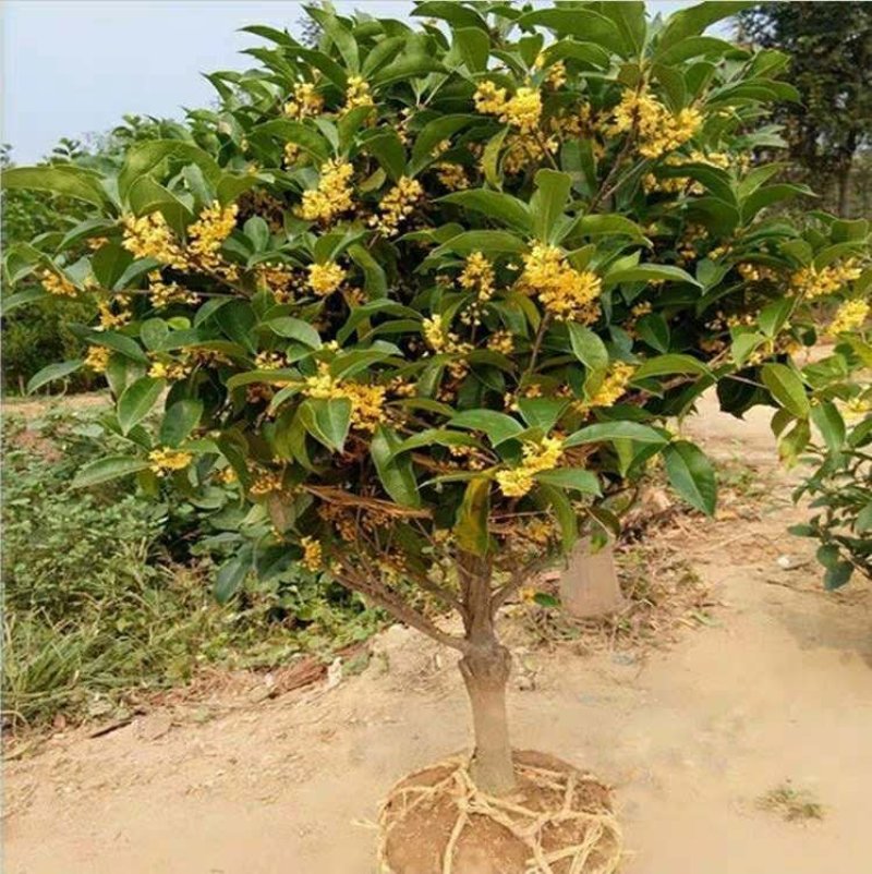 桂花树桂花苗基地直发量大从优红花酢浆草红花草多年