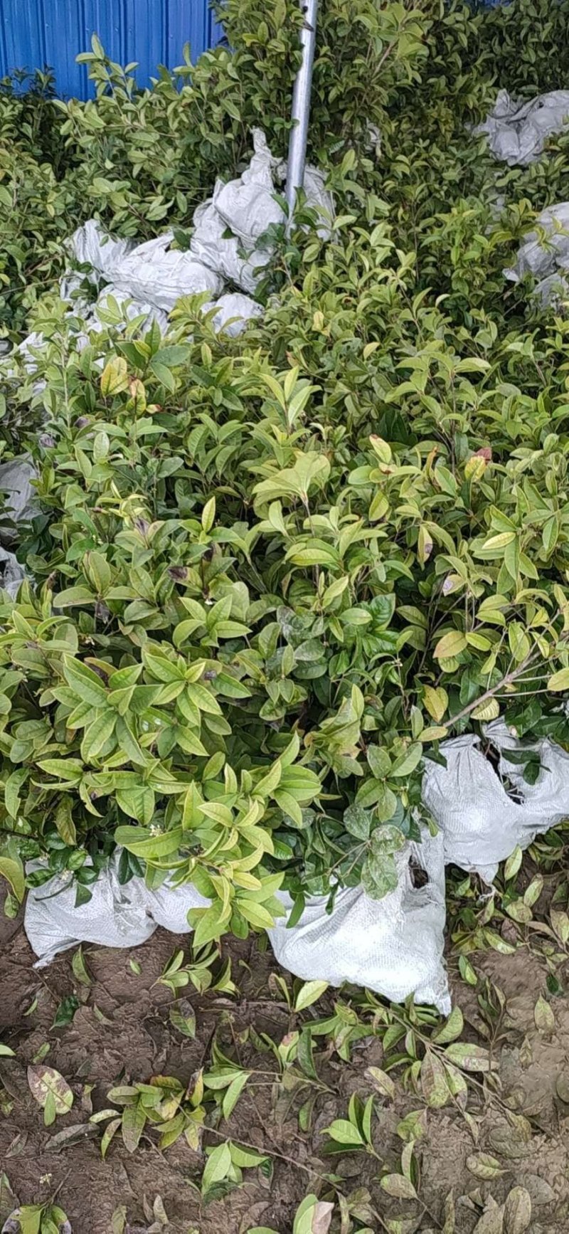 桂花树桂花苗基地直发量大从优红花酢浆草红花草多年