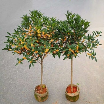 桂花树桂花苗基地直发量大从优红花酢浆草红花草多年