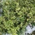 桂花树桂花苗基地直发量大从优红花酢浆草红花草多年