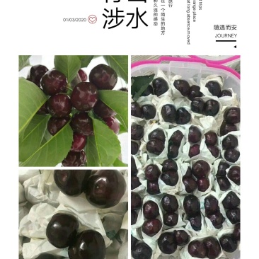美国车厘子