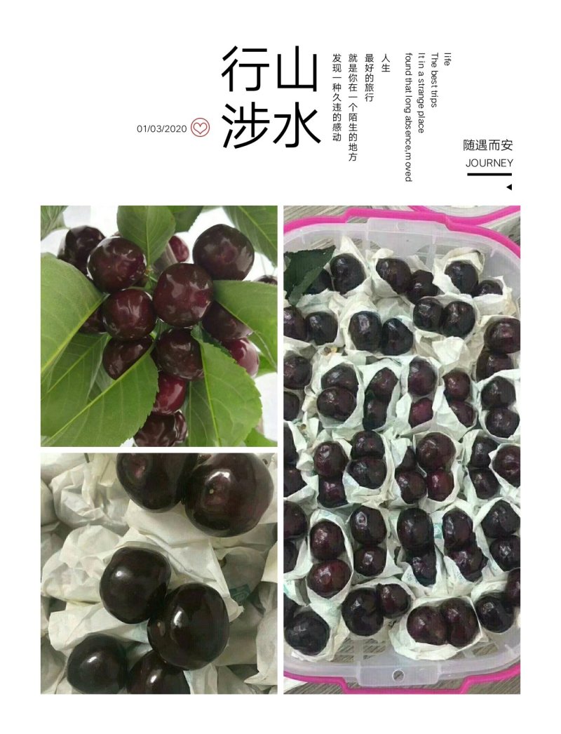 美国车厘子