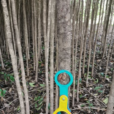 桂林桂花树2公分到5公分～