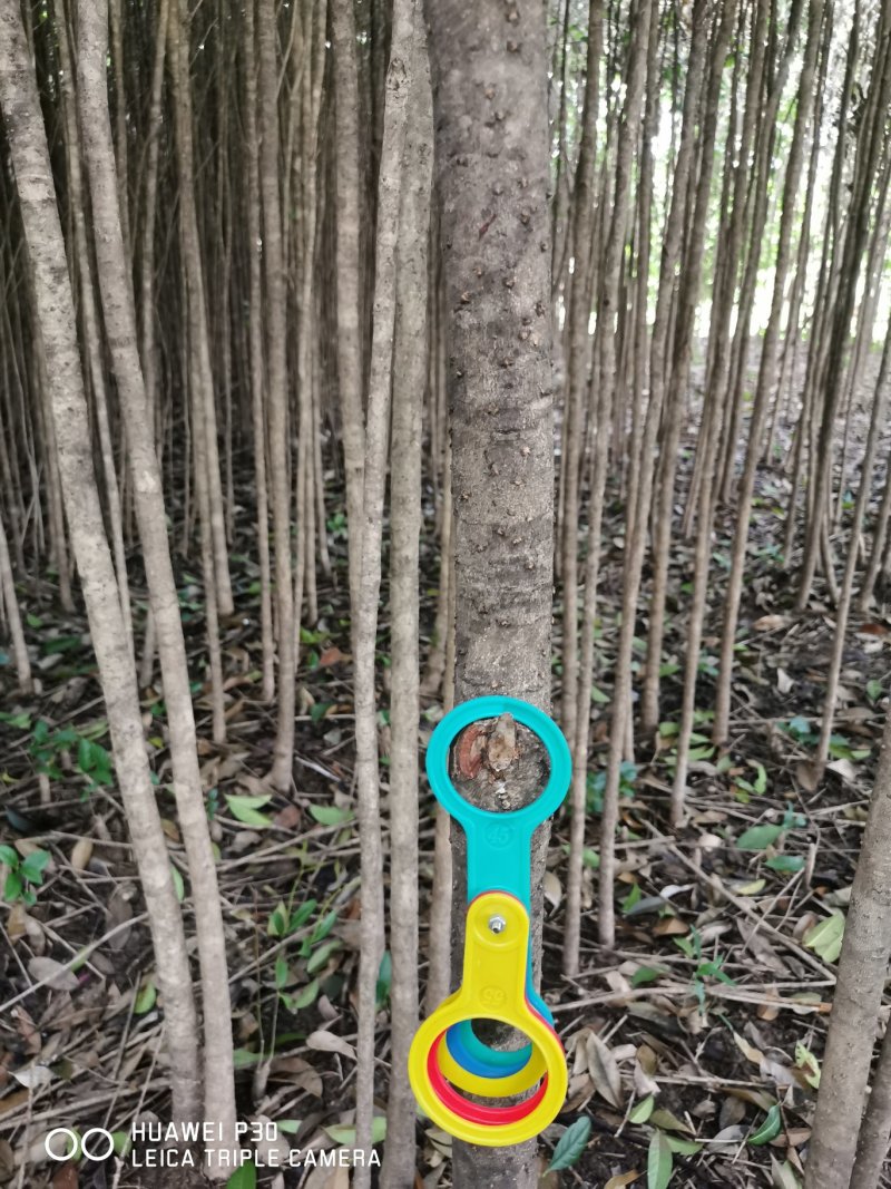 桂林桂花树2公分到5公分～