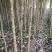 桂林桂花树2公分到5公分～