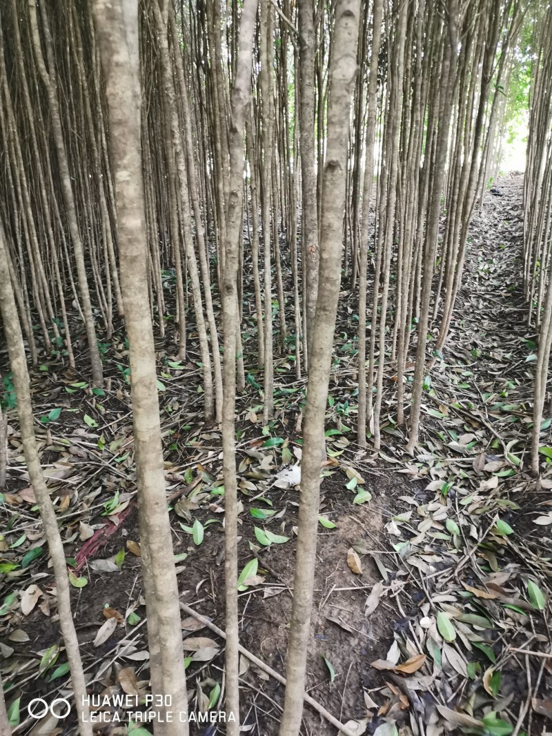 桂林桂花树2公分到5公分～