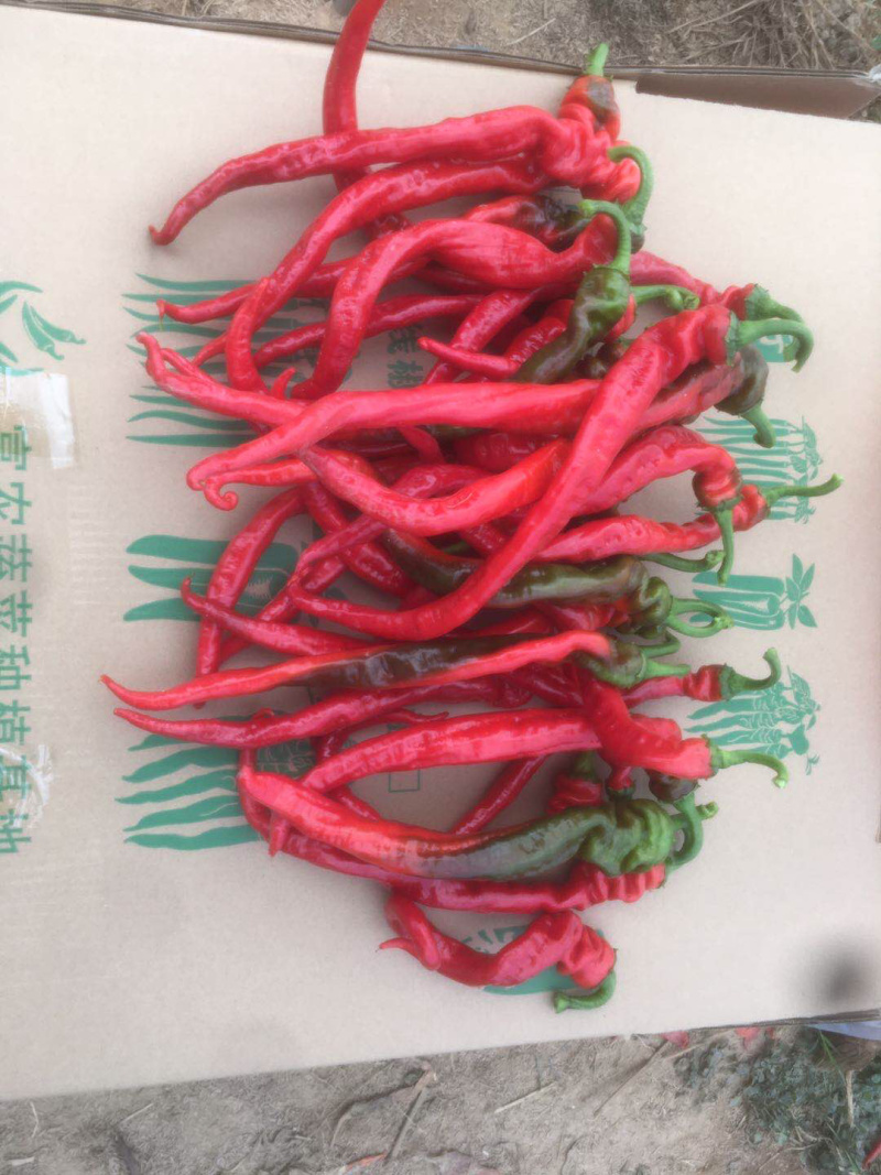 红线辣椒大量有货，有需要的朋友联系