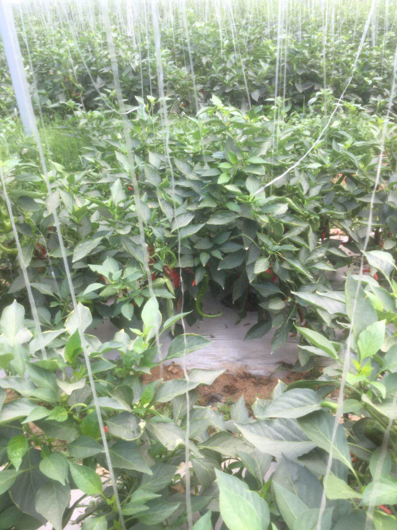 红线辣椒大量有货，有需要的朋友联系