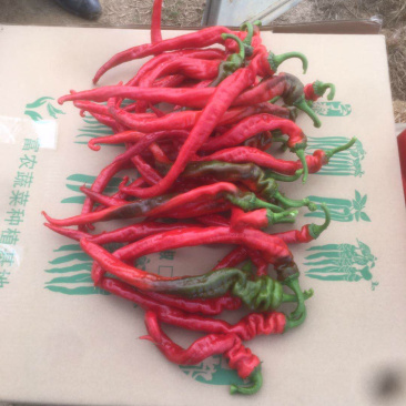 红线辣椒大量有货，有需要的朋友联系