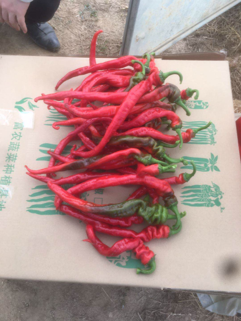 红线辣椒大量有货，有需要的朋友联系