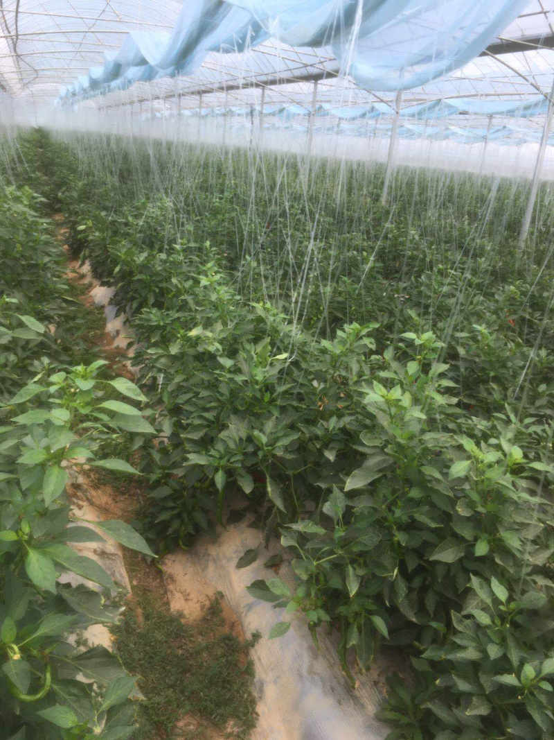红线辣椒大量有货，有需要的朋友联系