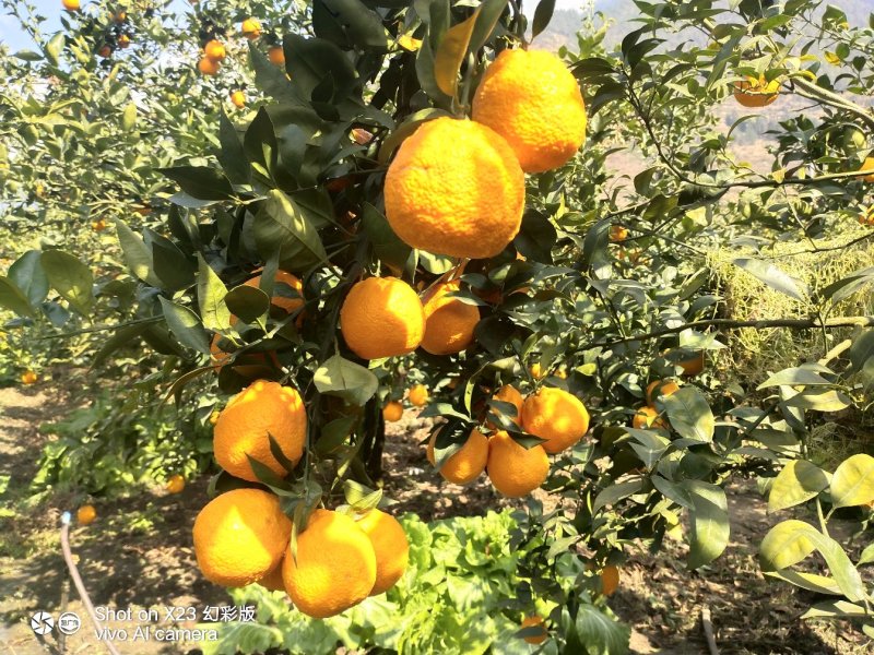 精品黄果柑大量上市50起摘，价格便宜，一手货源对接全客商