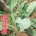 新品板蓝根种子药材籽药材种苗大青叶种子种子