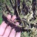 新品板蓝根种子药材籽药材种苗大青叶种子种子
