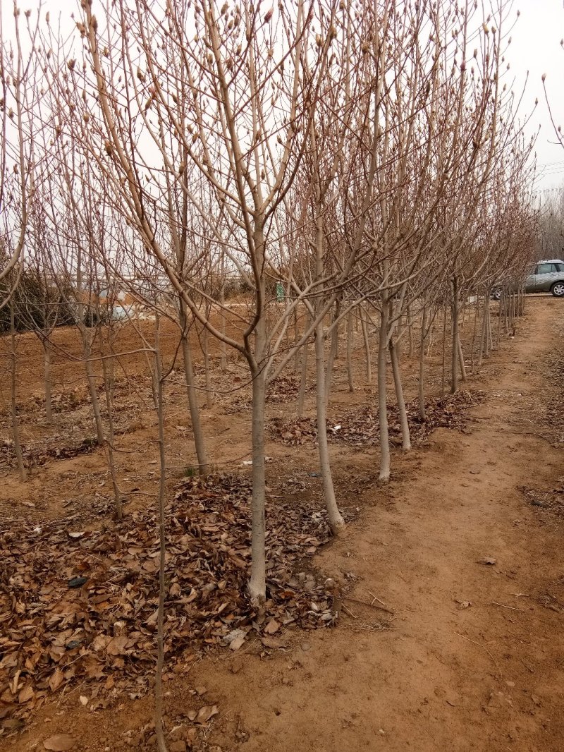 玉兰树各种规格-颜色全，可视频图片看货，种植基地直供