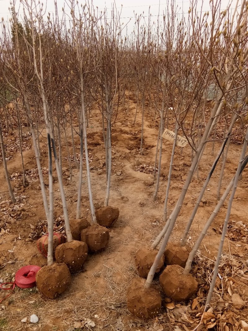 玉兰树各种规格-颜色全，可视频图片看货，种植基地直供