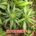 白术种籽改良白术种籽高产中药材种子中药种子