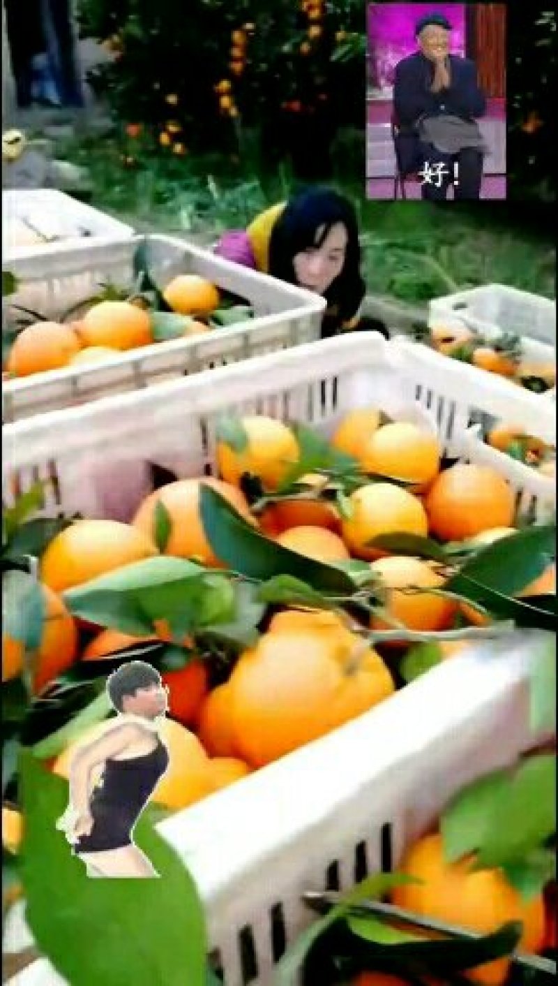 伦晚橙春夏脐橙皮细肉嫩汁多香甜可口