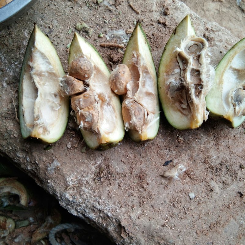 四季常绿叶观植物新鲜发财树种子
