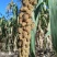 绿宝千金谷种子谷种谷子种籽抗鸟红钙谷糯小米黄谷红种子
