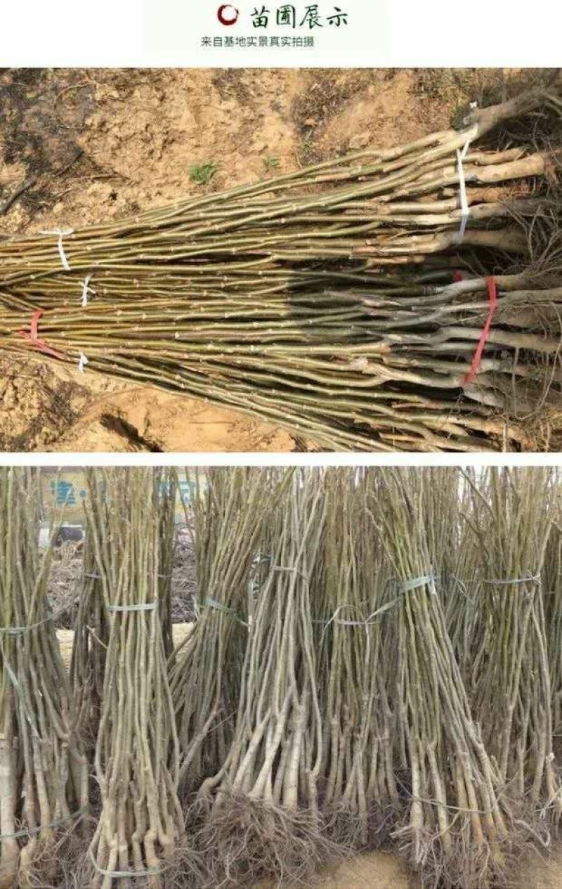 核桃树苗薄皮核桃纸皮核桃盆栽地栽南方北方种植当年结果接核