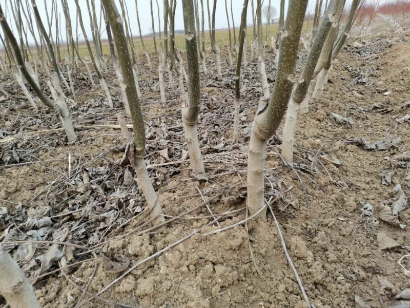 核桃树苗薄皮核桃纸皮核桃盆栽地栽南方北方种植当年结果接核
