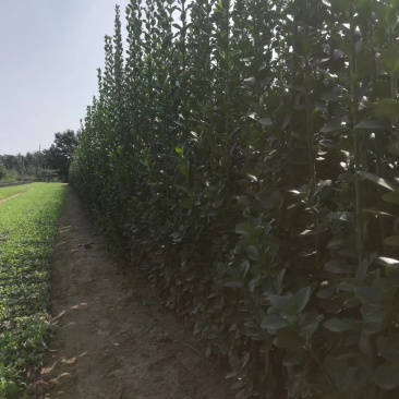 北海道黄杨-，可视频图片看货，种植基地各种规格常年供应