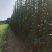 北海道黄杨-，可视频图片看货，种植基地各种规格常年供应