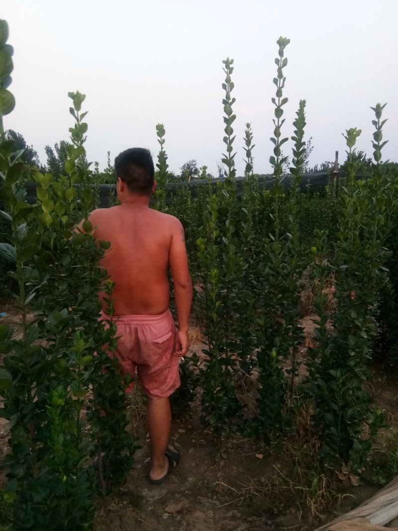 北海道黄杨-，可视频图片看货，种植基地各种规格常年供应