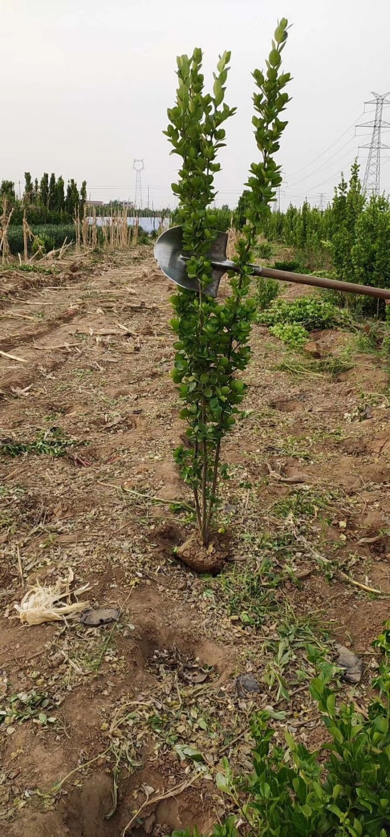 北海道黄杨-，可视频图片看货，种植基地各种规格常年供应