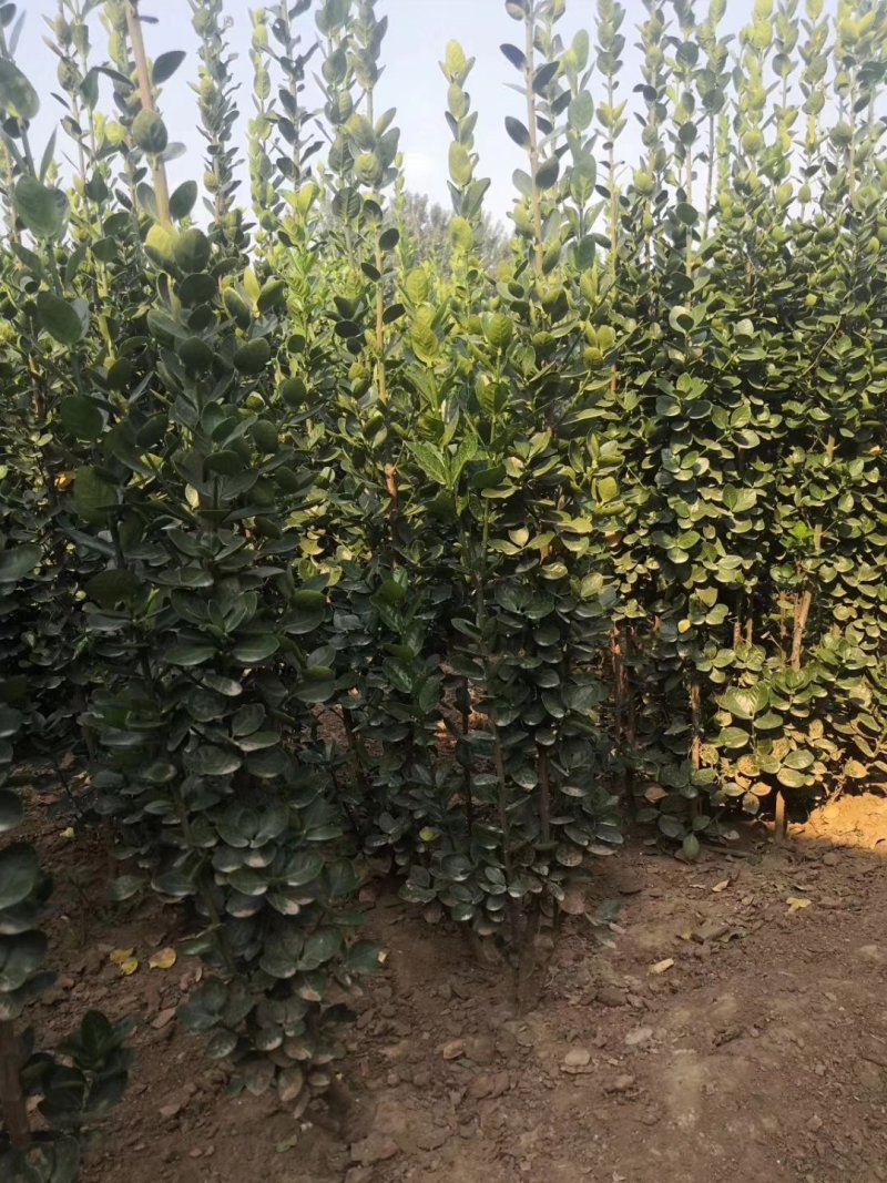 北海道黄杨-，可视频图片看货，种植基地各种规格常年供应