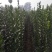 北海道黄杨-，可视频图片看货，种植基地各种规格常年供应